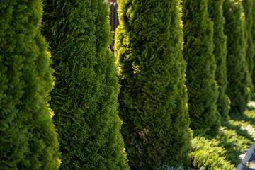 Green hedge of thuja trees. Closeup fresh green branches of thuja trees. Evergreen coniferous Tui...