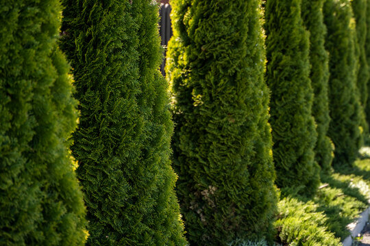 Green hedge of thuja trees. Closeup fresh green branches of thuja trees. Evergreen coniferous Tui tree. Nature, background.