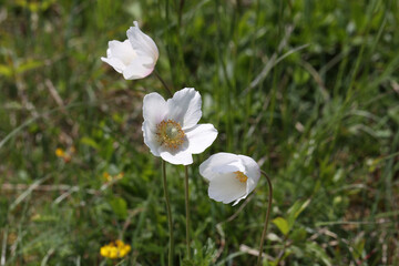 Anemonoides sylvestris. Field of anemon plant flowers with white flowers.