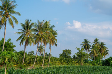 Coconut palm trees, Beautiful coconut palm trees farm in Thailand