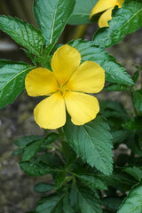 West Indian holly (Turnera ulmifolia). Called Ramgoat dashalong, Sage rose, Sundrops and Yellow alser also