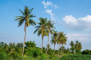 Naklejka na ściany i meble Coconut palm trees with a beautiful sky, Beautiful coconut palm trees farm in Thailand