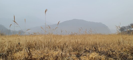 Maple and sky barley spot