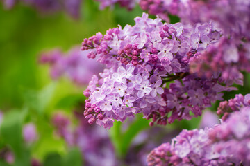 Spring lilac flowers