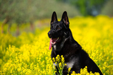 the black shepherd sits in tall grass and yellow flowers in summer