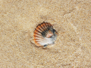shell on the sand