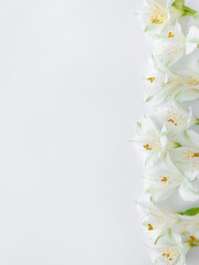 Fototapeta na wymiar Fresh white flowers on a white background. Spring minimal concept. A snapshot of a mobile phone.