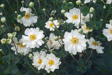 Japanese anemone (Eriocapitella hupehensis 'Honorine Jobert'). Called Japanese Windflower and Japanese Thimbleflower also.