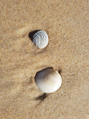 Fototapeta na wymiar two shells on the sand