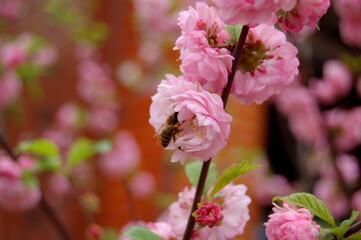 bee on pink flowers