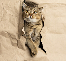 adult gray British straight-eared cat peeking out of a hole in brown paper
