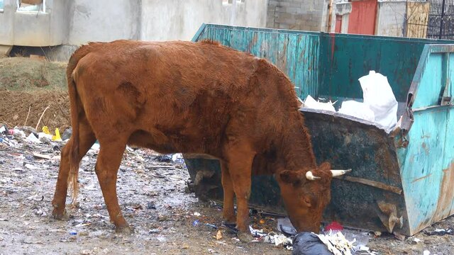 A cow, heifer eats kitchen slooshs (edible by-product, not salvage feeds) at an open garbage can. This animal has adapted to open plastic bags with waste