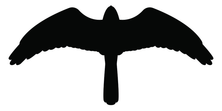 recommend clip art: The silhouette of a bird of prey. Harrier in flight, vetkor, isolated on white. Stock illustration.
