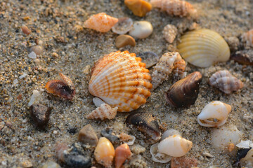 Seashells on the Mediterranean Sea beach near Haifa, Israel

