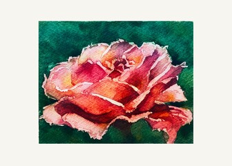 Red rose on a green Watercolor drawing. 
