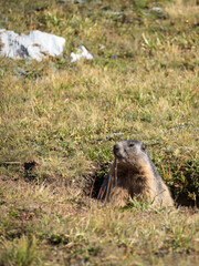 Groundhog near the Lac Noir of the Emparis plateau