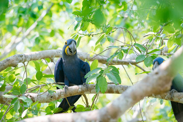 The Hyacinth macaw (Anodorhynchus hyacinthinus)