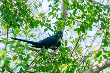 The Hyacinth macaw (Anodorhynchus hyacinthinus)