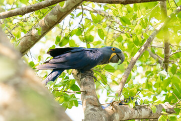 The Hyacinth macaw (Anodorhynchus hyacinthinus)