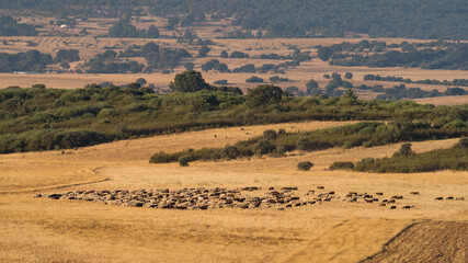 Fototapeta premium Sheep cattle in the field soon in the morning
