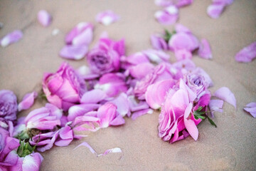 Fototapeta na wymiar Pink rose flowers and petals on the desert sand