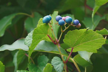 Creeper (Ampelopsis heterophylla). Called Porcelain berry, Amur peppervine and Wild grape also. Another scientific name is Ampelopsis grandulosa var. brevipedunculata