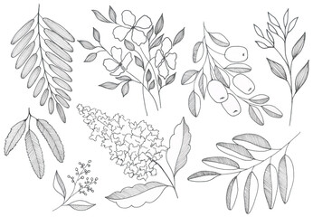 set of black and white leaves