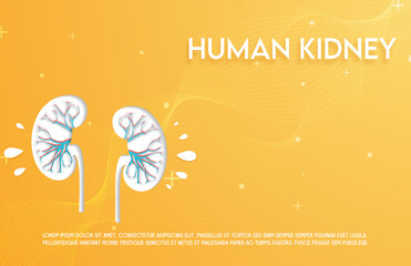 Human kidney and treatment paper style. A concept hospital for wallpaper and web.