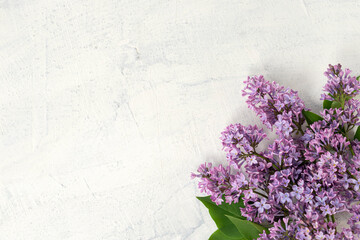 Beautiful lilac flowers with copy space. Purple lilac flower on the bush. Flat lay with spring blossom. spring or summer concept.
