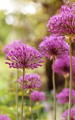 Allium Giganteum blooming flowers in a garden, ornamental garlic flowers, bokeh garden view
