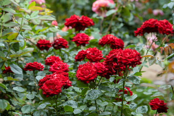 梅雨空の赤いバラ