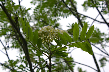 A blooming branch of rowan on a gloomy spring morning