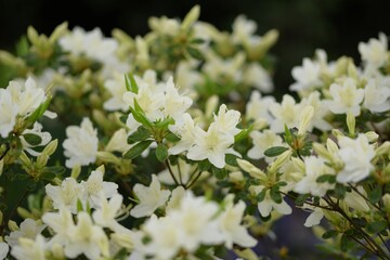 White azalea flowers, blooming azalea shrub.