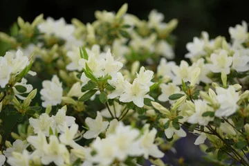 Foto auf Acrylglas Azalee Weiße Azaleenblumen, blühender Azaleenstrauch.