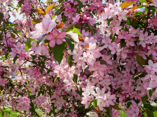 Beautiful spring time nature background. Flowers of blooming tree close up with water drops after rain. Blossom tree branch in a shallow depth of field with bokeh background and space for text.