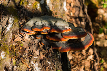 Bracket fungus growing from the stump of a dead beech tree. Natural background