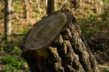 Cut trunk tree in the spring morning forest. Natural background.