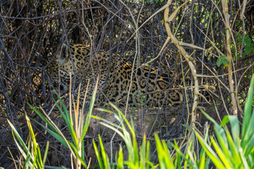 Side view of wild Jaguar licking itself in riverbank, Pantanal, Brazil