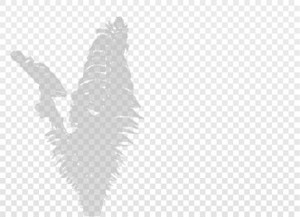 Fern leaves silhouette isolated on transparent background. Realistic Grey shadow with empty space.  Vector EPS10.
