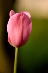 Pink tulip portrait on bokeh background