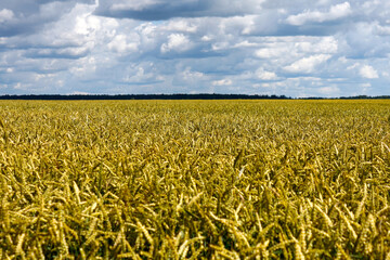 Rural landscape with yellow wheat field and scenic clouds