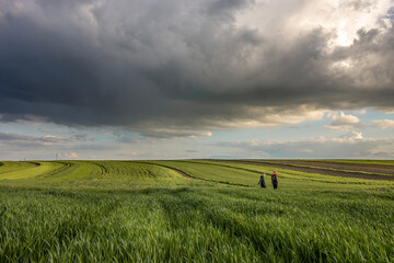 Wiosenny wiejski krajobraz - pola, świeża trawa