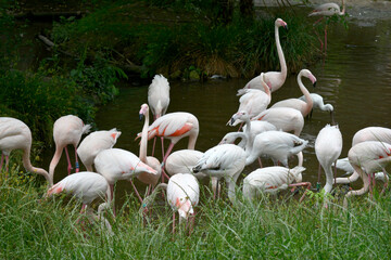 Group of Flamingos
