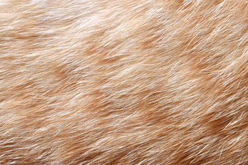 Ginger cat fur texture background. 