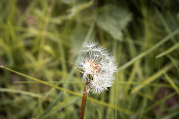 A half blown dandelion in the spring-time rain around the area of Rivington.