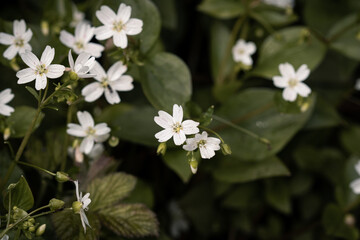 White flowers blooming in the spring-time rain around the area of Rivington.