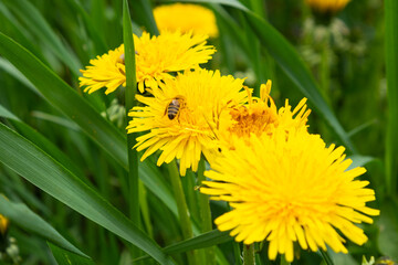 yellow flowering dandelions taraxacum in the meadow in spring close-up.
