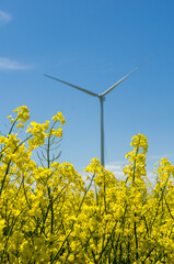 Yellow rapeseed field and blurred wind turbine, background of blue sky and white clouds, source of alternative energy