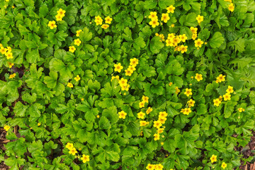 Summer background. Small yellow flowers bloom in the forest. Natural background.