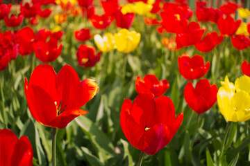 Obraz premium Close-up of tulips in the foreground and blurred in the background in a clearing